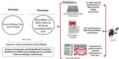 Control of Mycobacterium avium subsp. paratuberculosis load within infected bovine monocyte-derived macrophages is associated with host genetics